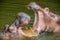 Two hippos play fighting in the water