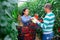 Two hispanic gardeners harvesting tomatoes in greenhouse