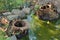 Two hollowed out stumps in a swampy, green stream, with boulders, debris, and algae.