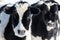 Two Holstein Calves