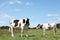 Two Holstein Friesian Dairy Cows