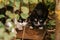 Two homeless black and white cats eat dry food in bushes outside, abandoned animals concept