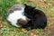 Two homeless cats are sleeping together at yin yang pose outdoors