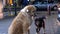 Two Homeless Dog Sits on a Sidewalk at Night on Background of Passing Cars and People