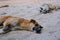 Two homeless dogs on the beach. Sleeping dogs on sea coast, Asia. Adorable tired pets on hot summer day.