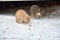 Two homeless freezing cats outdoors in the snow