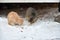 Two homeless freezing cats outdoors in the snow