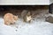 Two homeless freezing cats outdoors in the snow