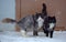 Two homeless freezing cats outdoors in the snow