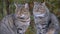 Two homeless gray cats are sitting on the street