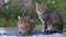 Two homeless gray cats are sitting on the street