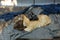 Two homeless kittens ginger and dark brown sleep as Ying yang sign