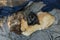 Two homeless kittens ginger and dark brown sleep as Ying yang sign