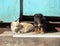 Two homeless puppies bask in the sun.