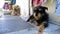 Two homeless shaggy dog lying at the entrance to the shop on the street in Oia on Santorini island