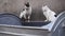 Two homeless stray cats standing on dirty container - Closeup
