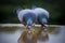 Two homing pigeon bird drinking water on roof floor