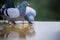 Two homing pigeon brid drinking water on roof floor