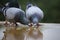 Two homing pigeon brid drinking water on roof floor