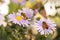 Two Honey bees on blue New York aster