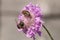 Two honey bees feeding on a Scabious Pink Mist Wallflower head