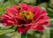 Two Honeybees feed on a bloom of a pink Zinnia.