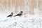 Two hooded crows are at the frozen lake coast on a winter day