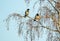 Two hooded crows resting in a tree on a cold winters morning