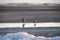 Two hooded crows walking on the frozen beach of Baltic sea on sunset