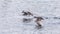 Two hooded mergansers flying low over water