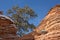 Between two hoodoos a pinyon pine tree still carries a little snow on it`s branches until the wind blows the rest away