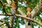 Two Hoopoe perching on longan branch looking at each other