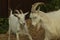 Two horned goats playing with each other