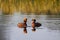 Two Horned grebes in the lake