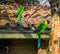 Two horned parakeets sitting on a tree branch in the aviary, parrots from new caledonia, threatened bird specie with vulnerable