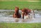 Two horse bath in a lake