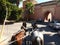 Two-horse carriage in the Medina of Marrakech in Morocco