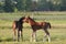 Two horse foals in field