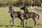 Two horse foals in grass land