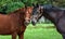 Two horse friends stand together. Head portrait