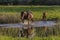 Two horse: mother and foal in the water