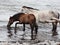 Two horse playing at the seaside on nicaragua beach