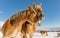 Two horse portrait close up in love, Horse love, Bohemian-Moravian Belgian horse in sunny day. Czech Republic