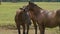 Two horse scratching each others body