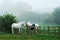 Two Horses across a Fence