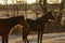 Two horses backlit and outlined by sunrise in winter pasture