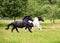 Two horses, barock pinto black and black-and-white tobiano patterned, run at a full gallop in a green grass meadow