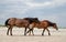 Two horses on a beach