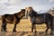 Two Horses being Affectionate in Iceland during Sunset