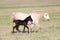 Two horses, black foal and white mother